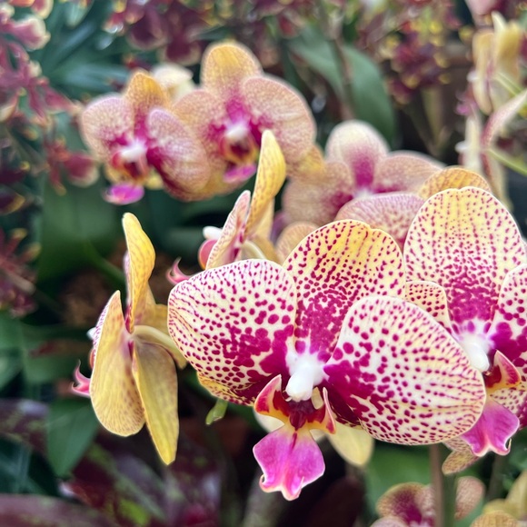 ❤️ LIKE to be notified when I go LIVE ❤️ - Picture 6 of 16